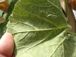Image result for spider mites on cucumbers