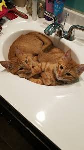 Pin On Cats
