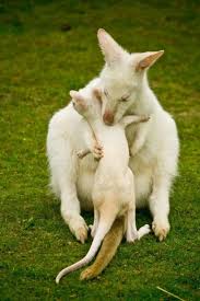 There Is No Greater Love Than That Of A Mother Her Baby Albino Animals Cute Animals Animals Wild