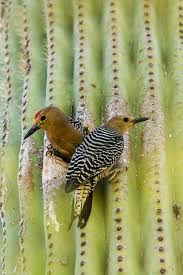 Common Birds Of Southern Arizona Pin On Avians