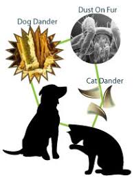 They can be particularly sensitive to the heavy pollen blanketing the. Pet Allergy Faq Pet Allergy Symptoms Solutions