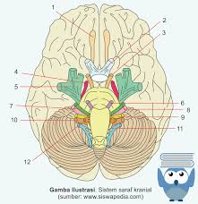 Pengertian sistem saraf sistem saraf adalah sistem koordinasi (pengaturan tubuh) berupa penghantaran impul saraf ke susunan saraf pusat, pemrosesan impul saraf dan perintah untuk. Sistem Saraf Sadar Sistem Saraf Somatik Siswapedia