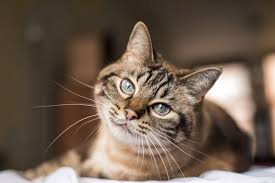 With these free fire nickname legions afk players completely create their own a different name, not to overlap with previous players. 100 Best Boy Cat Names Cool Cute And Unique Names For Male Kittens