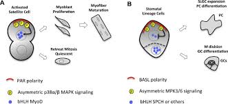 It includes delaying of senescence, active cell division and so on. Polarity In Plant Asymmetric Cell Division Division Orientation And Cell Fate Differentiation Sciencedirect