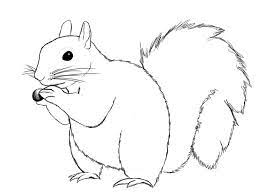 A little tutorial i made recently for how to draw fairy wings in photoshop sorry if im not so good at explaining in text, i tried my patrons will. How To Draw A Squirrel Draw Central Squirrel Art Animal Drawings Drawings