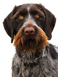 Parents are close to medium working hunters. Furnishings And Improper Coat Veterinary Genetics Laboratory