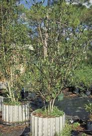 Image result for Myrsine