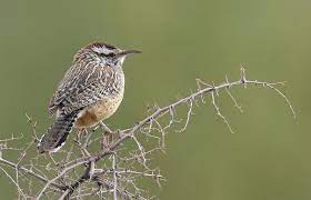 Its plumage is brown, with black and white spots as markings. Arizona State Bird Coues Cactus Wren State Birds Cactus Wren Bird
