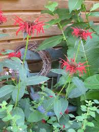 Pin On Summer Perennials