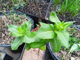Image result for Asclepias albens