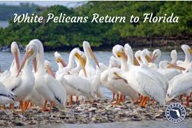 The brown pelican has a large, stocky, brown body including a massive bill and throat pouch. The Ultimate Snowbirds White Pelicans Return To Florida South Florida Reporter