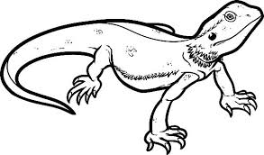 Cute Gecko Coloring Pages Novocom Top