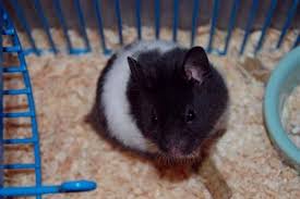 Black And White Syrian Hamster For Sale Panda Bear Hamster Rare And Fancy Panda Bear Hamster On Sale At 48 Only Contact Bear Hamster Hamster Panda Bear