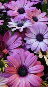 Anime character illustration, anime girls, fate/apocrypha, fate/grand order. Flower Colour Pink Hd Mobile Wallpaper Peakpx