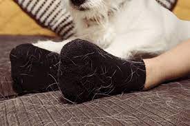 Then the cat hair will stick on the washer. How To Get Dog Cat Hair Off Clothes Without A Lint Roller