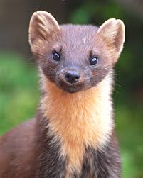 Pine Martin 2 Animals Wild Animals Animals Beautiful