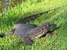 The smithsonian's national zoo was the first to confirm facultative parthenogenesis in asian water dragons, a species of lizard. Bindenwaran Wikipedia