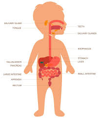 Digestive System Worksheet Answers Along With 30 Unique The Human Digestive System Worksheet In 2020 Human Digestive System Digestive System For Kids Digestive System