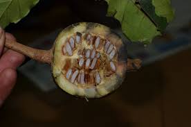 Image result for Rothmannia whitfieldii