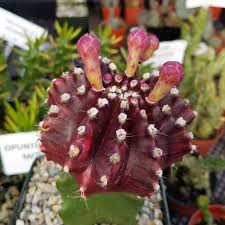 That answer is that it can depend on a wide range of different factors. Gymnocalycium Purple Grafted Mihanovichii Hibotam Moon Grafted Cactus Plants Grafting
