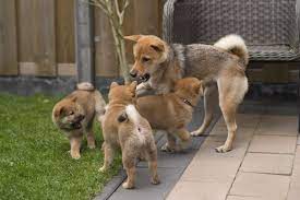 Shiba Inu Spikes As Whales Add To Existing Positions