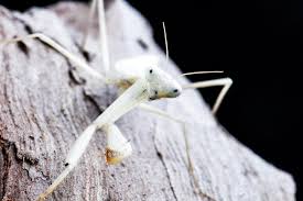Peygamberdevesi Veya Mantid Mantodea Alttakiminda Yer Alan Ve Hamam Bocekleriyle Birlikte Dictyoptera Takimini Olusturan Yaklasik 1 800 Bocek Tu 2020 Tropikal Bocek