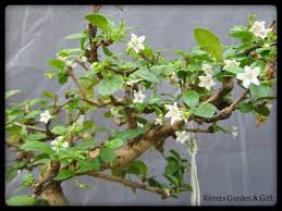 Bonsai trees and associated plants. Fukien Tea Carmona Microphylla Bonsai In Bloom Fukien Tea Bonsai Bonsai Tree Bonsai