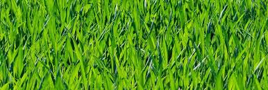 Effective lawn care & weed control service for over 31 years in the greater toronto area. Lawn Care Calendar Plants For All Seasons Since 1973