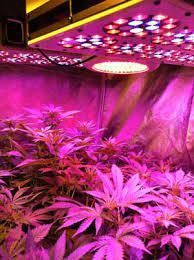 It features a folding and slim profile design that is quick and easy to install. Which Led Grow Lights Are Best For Growing Cannabis Grow Weed Easy