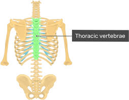 Human skeleton system rib cage posterior view anatomy. Download Posterior View Of The Vertebral Column And Rib Cage Thoracic Vertebrae Posterior View Png Image With No Background Pngkey Com