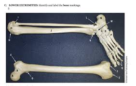 This is an online quiz called scapula bone labelling. C Lower Extremities Identify And Label The Bone Chegg Com