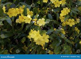 Image result for Gelsemiaceae
