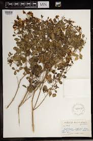 Image result for Crotalaria barnabassii