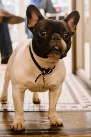 Animal house has been a family run business for 30 years. Why You Shouldn T Buy Pets At Pet Stores Teen Vogue