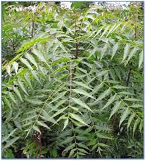 Image result for Embelia welwitschii