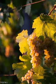 Fotografiya Grapes Fruit Wine Vineyards