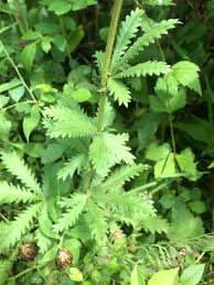 Image result for Schinziella