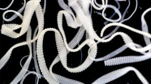 Image result for Beef Tapeworm