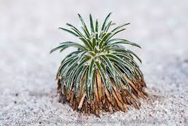 Image result for Eriocaulaceae