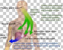 In children, gh is essential for normal growth, muscle and bone strength, and distribution of body fat. Human Growth Hormone Deficiency Png Images Human Growth Hormone Deficiency Clipart Free Download