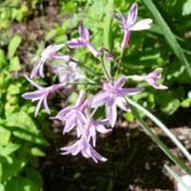 The stems and leaves have a garlic smell when cut or bruised. Variegated Society Garlic Tulbaghia Violacea Silver Lace Garden Org
