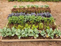In fact, plenty of veggies—such as greens, cabbage, kale, and root vegetables—love the milder temperatures of fall! How To Start A Fall Garden Hgtv