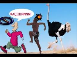 Deve Kusu Ve Insan Kavgasi Cok Komik Devekusuinsan Youtube