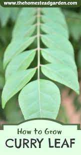 Also, don't fertilize in the dormant stage of the plant, which occurs in the winter in cooler areas. How To Grow Curry Leaf