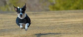 Our perfect home carer would have house sit multiple times before but it isn't necessary to. Dog Walker San Francisco Ca Little Buddhas Dog Walking