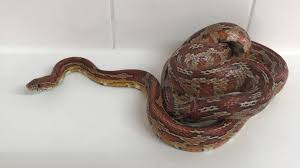 Перевод слова snake, американское и британское произношение, транскрипция, словосочетания, однокоренные слова, примеры использования. Grays Family Shocked By Slithering Toilet Snake Bbc News
