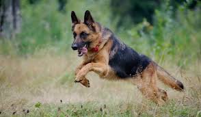 The A Z Of German Shepherd Names 150 Male Female Puppy Gsd Names All Things Dogs All Things Dogs The dog and the extant gray wolf are sister taxa, with modern wolves not closely related to the wolves that were first domesticated. the a z of german shepherd names 150