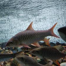 This fish comes with several colours and therefore, there are green, red, blue or ordinary pale colour kelah. Ikan Kelah Merah Home Facebook