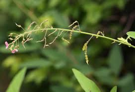 Image result for Desmodium tortuosum