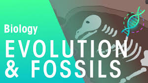 We now call this process selective breeding, but darwin called it: Fossils Evidence For Evolution Evolution Biology Fuseschool Youtube